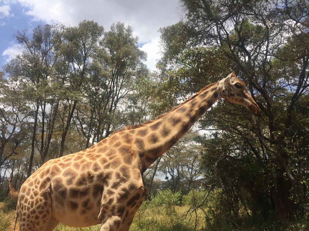 david joseph simard giraffe portrait